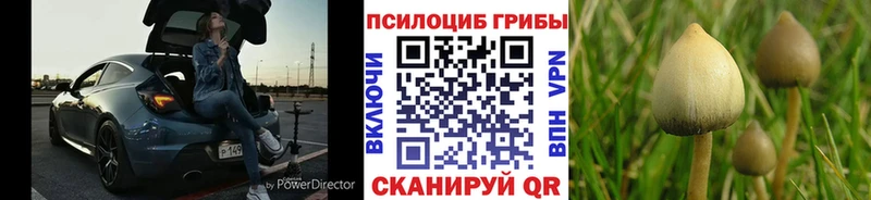 Псилоцибиновые грибы Magic Shrooms  Купить где  Кадников 